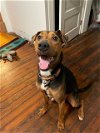 adoptable Dog in louisville, KY named STEVE PREFONTAINE