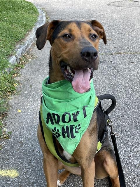 adoptable Dog in Louisville, KY named STEVE PREFONTAINE
