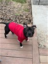 adoptable Dog in louisville, KY named JET