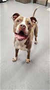 adoptable Dog in loui, KY named CAN O BEANS