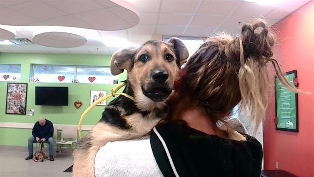 adoptable Dog in Louisville, KY named GRETA