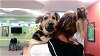 adoptable Dog in louisville, KY named GRETA
