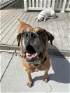 adoptable Dog in louisville, KY named MADDIE