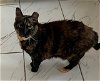 adoptable Cat in loui, KY named BELLE