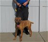 adoptable Dog in louisville, KY named BRITNEY RICH!