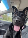 adoptable Dog in louisville, KY named TINKERBELL