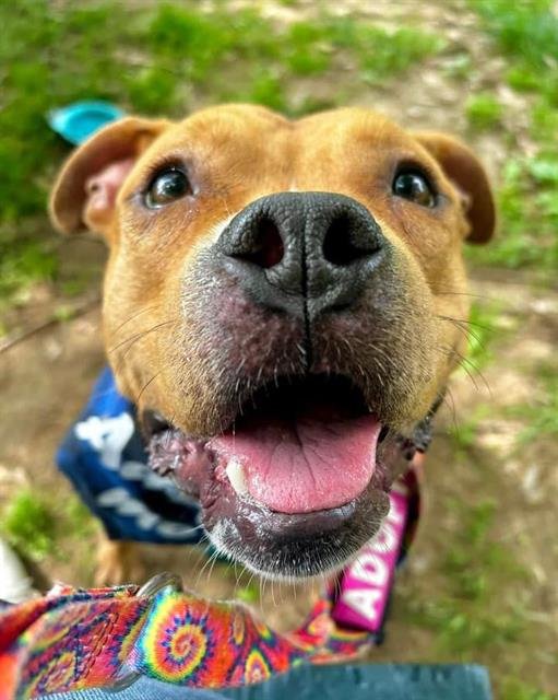 adoptable Dog in Louisville, KY named SWEET POTATO