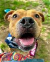 adoptable Dog in louisville, KY named SWEET POTATO