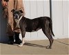adoptable Dog in louisville, KY named FURGIE