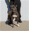 adoptable Dog in louisville, KY named LAYLANI