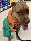 adoptable Dog in loui, KY named WHISKEY