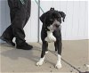 adoptable Dog in louisville, KY named HARRISON