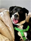 adoptable Dog in loui, KY named HARRISON