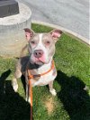 adoptable Dog in loui, KY named BETTERIMPACT
