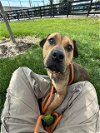adoptable Dog in louisville, KY named MANNY