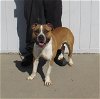 adoptable Dog in loui, KY named BUTTER