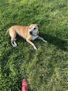 adoptable Dog in louisville, KY named MISS ADELAIDE