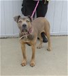 adoptable Dog in loui, KY named GUSTER