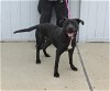 adoptable Dog in louisville, ky, KY named CHA-CHA