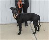 adoptable Dog in louisville, KY named PANCO
