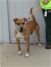 adoptable Dog in louisville, KY named HASHBROWN