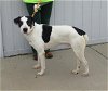 adoptable Dog in louisville, KY named CALLAWAY