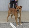 adoptable Dog in louisville, KY named MACARONI