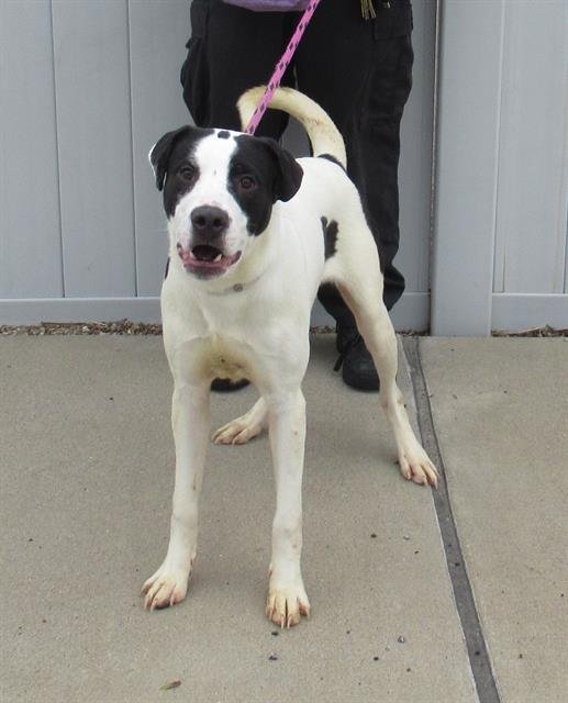 adoptable Dog in Louisville, KY named CULLEN