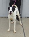 adoptable Dog in  named CULLEN