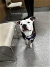 adoptable Dog in louisville, ky, KY named CAELUM