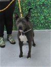 adoptable Dog in louisville, ky, KY named CHARCOAL