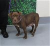 adoptable Dog in louisville, KY named SHELLY BEE