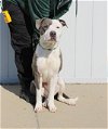 adoptable Dog in loui, KY named GRIFFIN