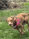 adoptable Dog in louisville, KY named HOLLYWOOD