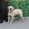 adoptable Dog in louisville, KY named JULEP