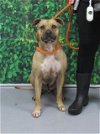 adoptable Dog in louisville, KY named MISS BUSINESS