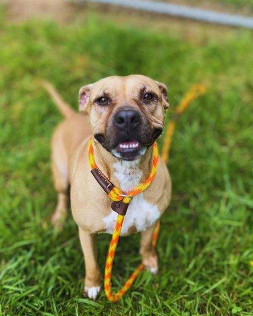 adoptable Dog in Louisville, KY named MISS BUSINESS