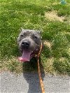 adoptable Dog in louisville, KY named HONCHO