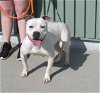 adoptable Dog in louisville, , KY named BUFFY