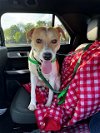 adoptable Dog in , KY named SAILOR