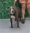 adoptable Dog in louisville, , KY named BOOSTED LEMONADE
