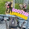 adoptable Dog in louisville, KY named BOOSTED LEMONADE