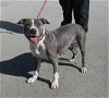 adoptable Dog in louisville, , KY named BIRTHDAY GIRL