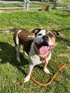 adoptable Dog in louisville, KY named QUILL