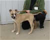 adoptable Dog in louisville, KY named LIL BITS