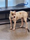 adoptable Dog in louisville, KY named CAKES