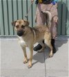 adoptable Dog in louisville, KY named SLIM