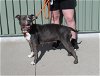 adoptable Dog in loui, KY named COCKTAIL DRESS