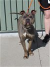 adoptable Dog in , KY named ROXETTE