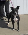 adoptable Dog in louisville, KY named NYLA